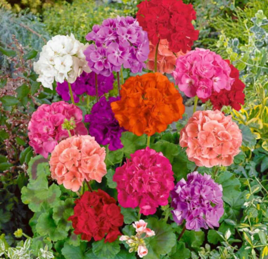 Geranium Mix Colors 12 Fresh Garden Seeds Free Shipping Etsy