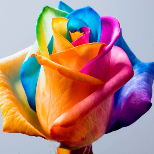 Rainbow Rose Flower - 12 Fresh Garden Seeds + Free shiping From USA