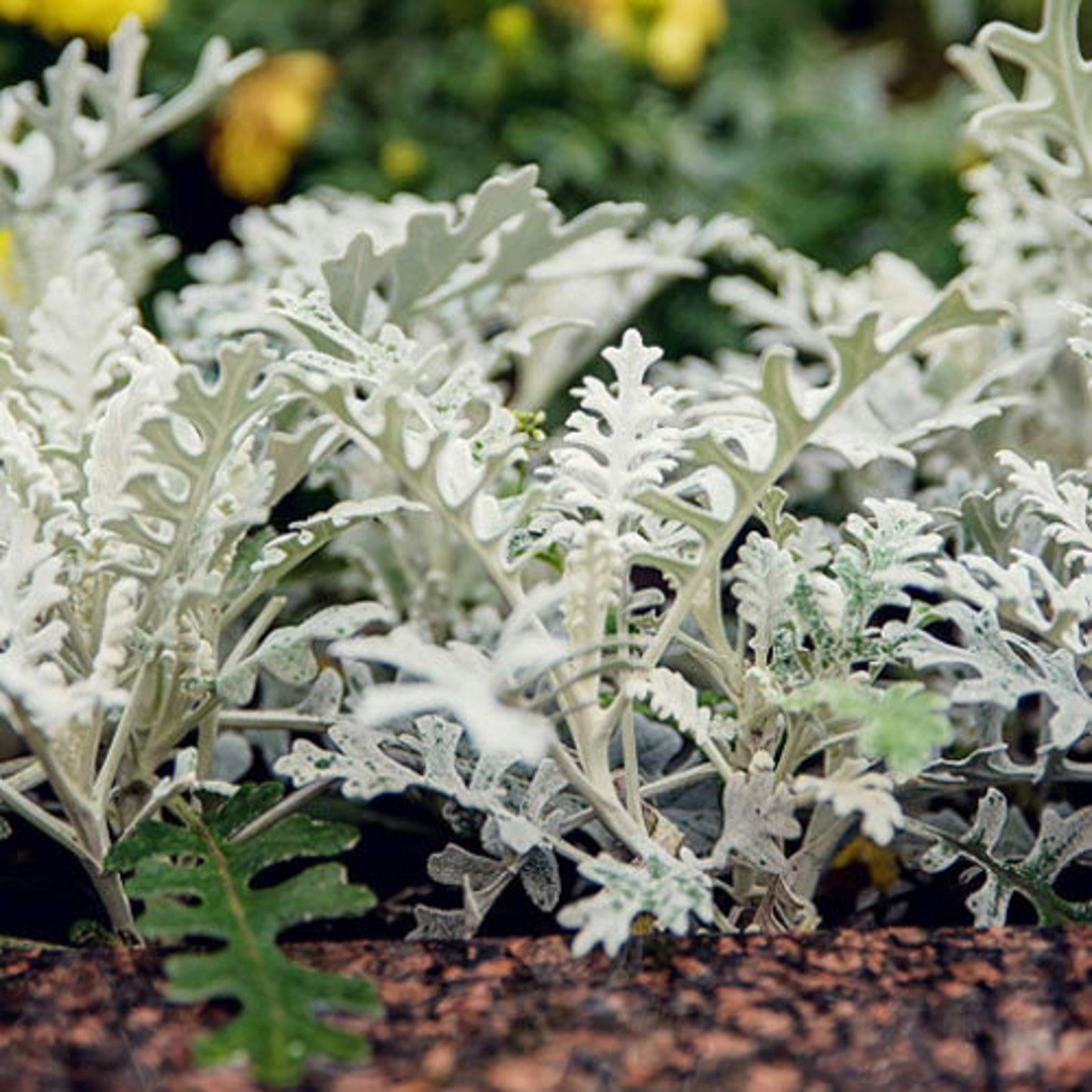 Dusty Miller 200 Fresh Garden Seeds Cineraria Free Ship Etsy