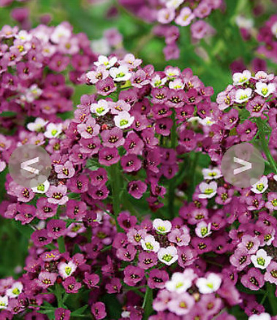Royal Carpetsweet Alyssum 200 Fresh Garden Flower Seeds Etsy