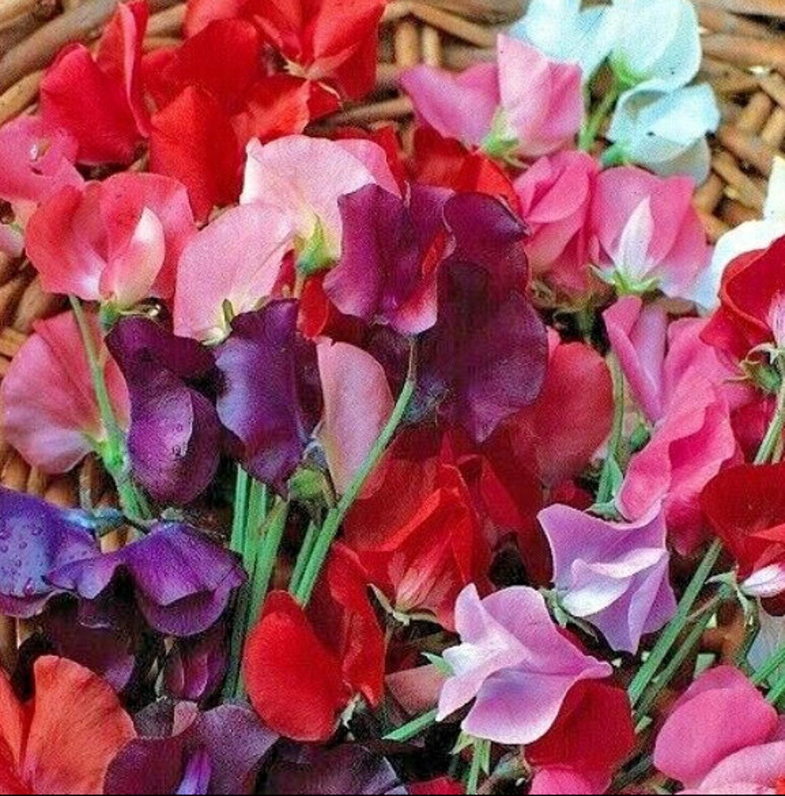Sweet Pea Seeds Canada: Fragrant Climbing Beauties For Your Garden's Delight