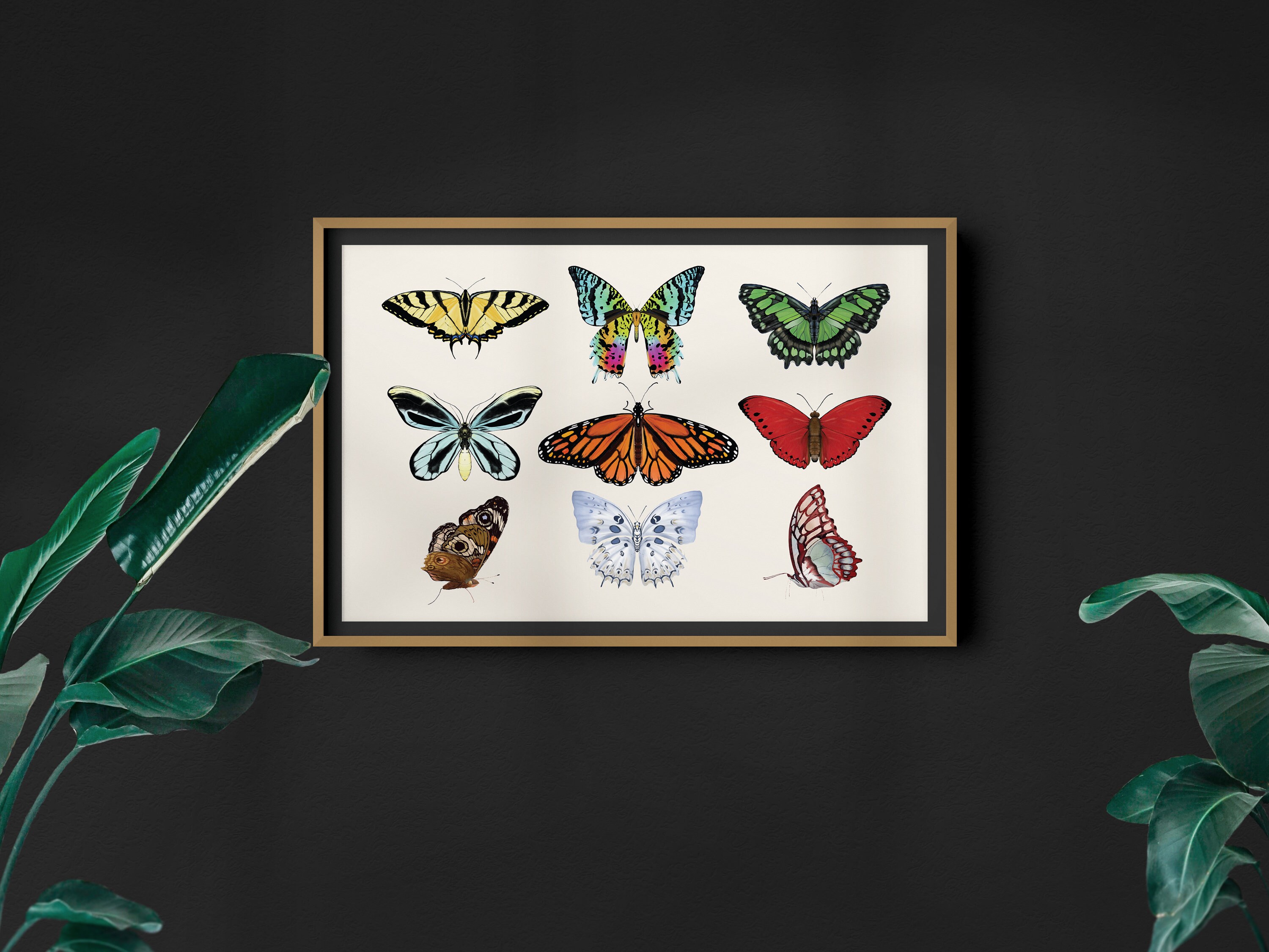 Large Butterfly Collection Wall Art Home Décor Digital Print Etsy