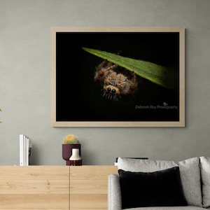 Jumping Spider Photograph Print Portrait Fine Art Wall Decor Canvas Giclee Acrylic Metal Conservation Insect Nature Insect Unique Gift  LOVE