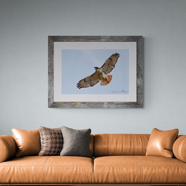 Red tailed Hawk Fine Art Print Photograph Photo Gift Red Red tail Bird Lustre Canvas Metal Hawk Bird Rustic Gift Office Mom Sister Husband