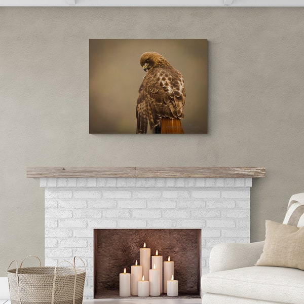 DIGITAL DOWNLOAD Gorgeous Red-tailed Hawk Red Tail Photograph Photo Print Wildlife Portrait Gift