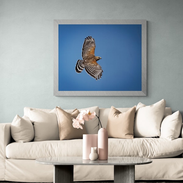 Stunning Red-shouldered Hawk In Flight Photograph Print Portrait Fine Art Wall Canvas Giclee Metal Conservation