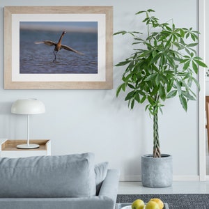 Egret Photograph Fine Art Print Beach House Water Reddish Egret Acrylic Canvas Metal Lustre Giclee Water Bird Wall Decor Artwork Office LOVE