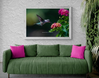 Ruby-throated Hummingbird Pink Lantana- Photograph Lustre Fine Art Print Wall Decor Bird Lover Nature Wildlife Flowers