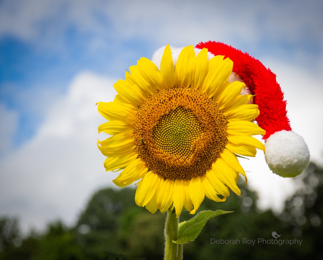 Instant DIGITAL DOWNLOAD Sunflower With Santa Hat Christmas Gift