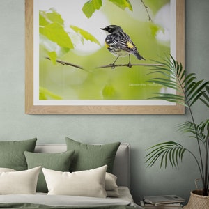 Warbler Yellow Rumped Fine Art Print Butter Butt Bird Photograph Photo Gift Fine Art Wall Print Giclee Metal Lustre Acrylic Gift Bedroom