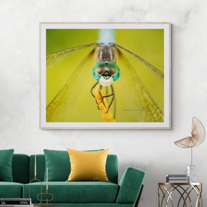 Dragonfly Photograph Print Fine Art Wall Canvas Giclee Acrylic Metal Insect Nature Insect Entomology Gift Green Unique