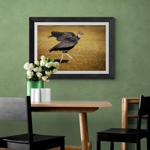 Vulture Photo Photograph Print Portrait Photo Lustre Fine Art Metal Canvas  Rustic Wildlife Buzzard Wall Art Deco Decor Office Nature LOVE