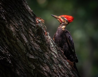 Horizontal - Pileated Woodpecker Bird Photograph Photo Gift North Carolina Giclee Canvas Metal Nature Wildlife |Nature is Healing