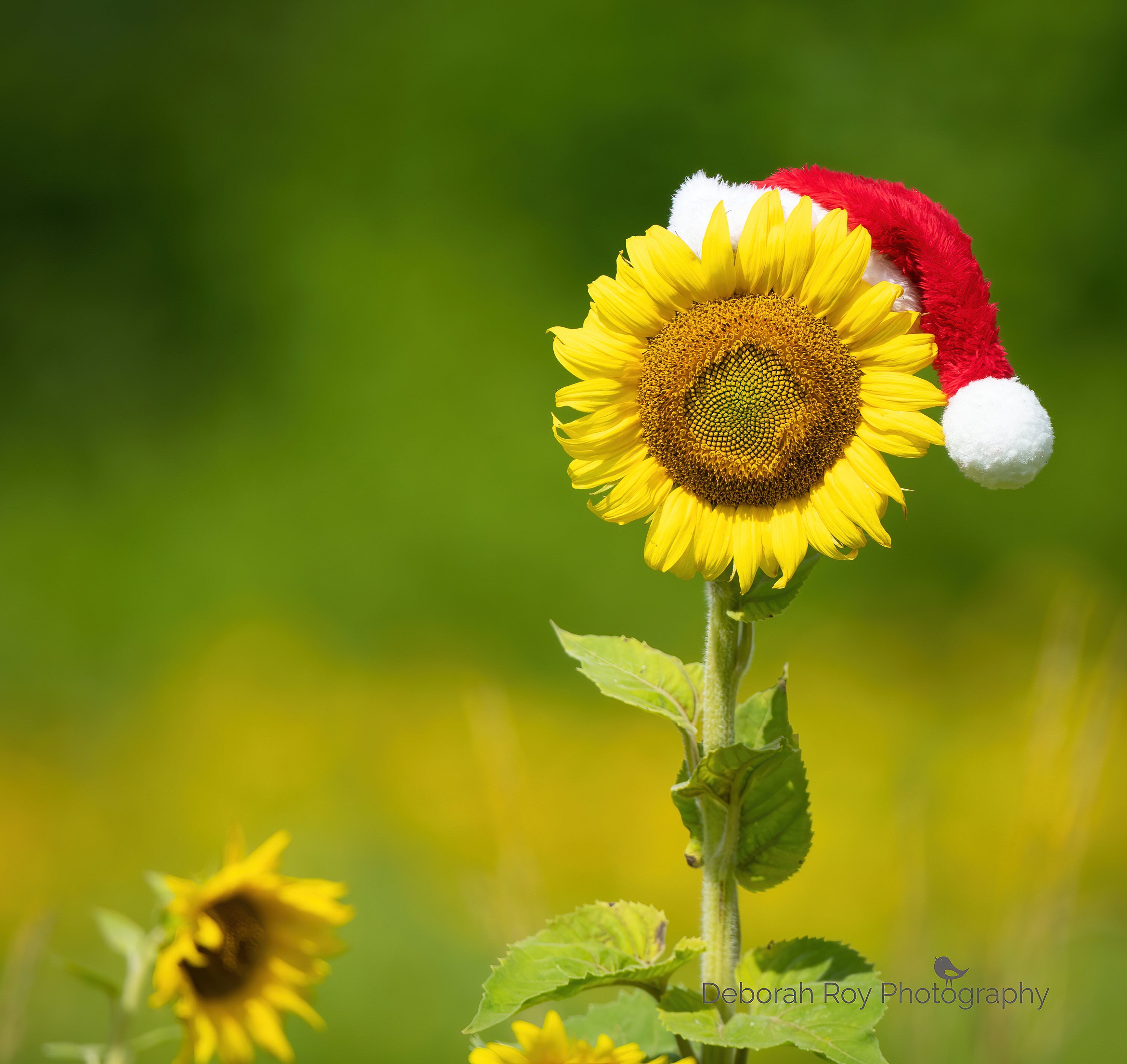 DIGITAL DOWNLOAD Whimsical Sunflower With Santa Hat Christmas Gift