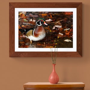 May include: A framed photograph of a wood duck standing in a bed of autumn leaves. The duck has a colorful plumage of brown, white, and red. The leaves are a mix of orange, yellow, and brown.