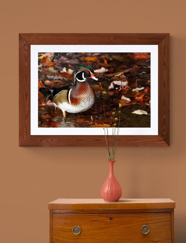 May include: A framed photograph of a wood duck standing in a bed of autumn leaves. The duck has a colorful plumage of brown, white, and red. The leaves are a mix of orange, yellow, and brown.