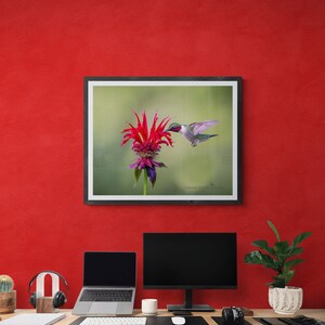 May include: A framed photograph of a hummingbird hovering near a pink and purple flower with green foliage. The photo is hanging on a red wall.