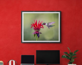 Hummingbird Fine Art Photograph Print Photo Photgraphy Ruby-throated Portrait Fine Art Wall Decor Canvas Giclee Acrylic Metal Conservation