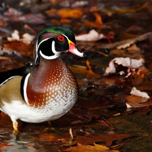 May include: A male wood duck with a green head, red eye, and white stripe on its face stands in a shallow pool of water surrounded by fallen autumn leaves.