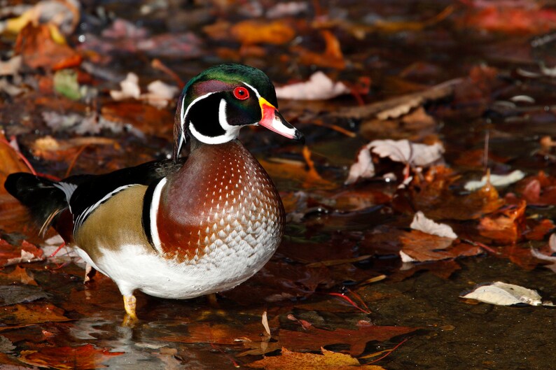 May include: A male wood duck with a green head, red eye, and white stripe on its face stands in a shallow pool of water surrounded by fallen autumn leaves.