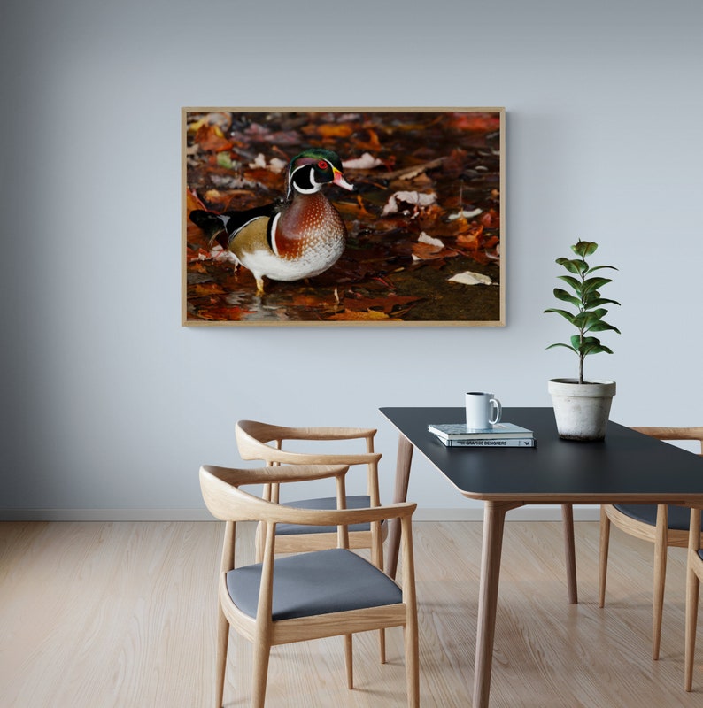 May include: A wood duck with a colorful plumage stands in a bed of fallen autumn leaves. The duck has a red head, green eyes, and a white breast. The leaves are mostly brown and orange.