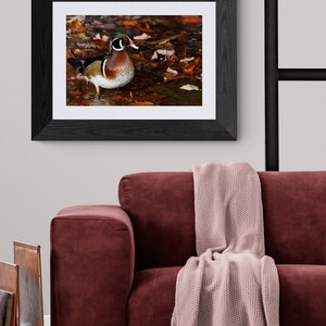 May include: A framed photograph of a wood duck standing in a bed of autumn leaves. The duck is brown, white, and green with a red bill. The leaves are orange, red, and yellow.