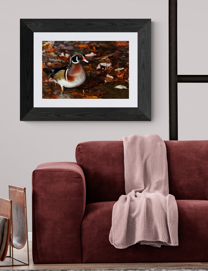 May include: A framed photograph of a wood duck standing in a bed of autumn leaves. The duck is brown, white, and green with a red bill. The leaves are orange, red, and yellow.