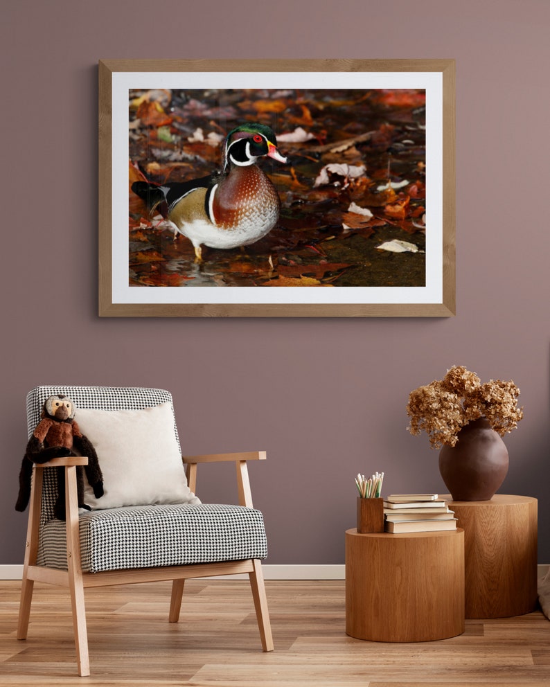 May include: A framed photograph of a wood duck standing in a bed of fallen autumn leaves. The duck has a colorful plumage of green, brown, and white. The leaves are shades of orange, red, and yellow.