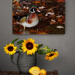 May include: A woodsy scene with a male wood duck standing in a bed of fallen leaves. The duck has a green head, a white breast, and a brown and black patterned back. The leaves are mostly brown and orange.