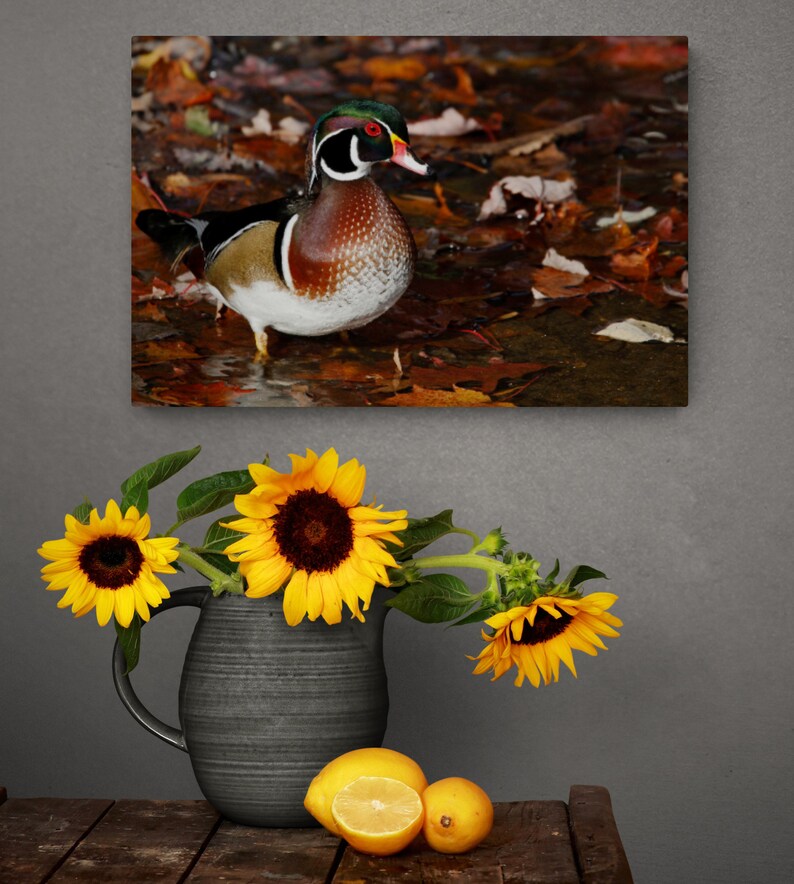 May include: A woodsy scene with a male wood duck standing in a bed of fallen leaves. The duck has a green head, a white breast, and a brown and black patterned back. The leaves are mostly brown and orange.