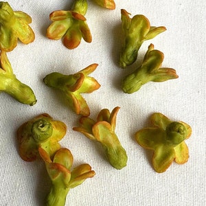 Puede incluir: Un conjunto de pequeños capullos de flores verdes y amarillos con puntas naranjas, dispersos sobre una superficie blanca. Los capullos tienen una apariencia delicada, lo que sugiere su uso en arreglos florales o proyectos de artesanía.