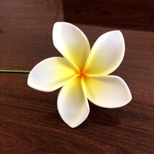 May include: A single white frangipani flower with a yellow centre. The flower has five petals and is arranged in a star shape.
