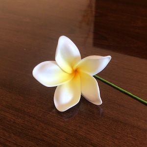 May include: A single white plumeria flower with a yellow center, on a dark brown wooden surface.