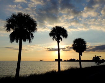 Palm Sunset