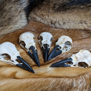 Handpainted Life Size Raven Skull Replica two sizes