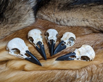 彫刻された鹿の角、カラスの頭蓋骨のカボション、素朴なジュエリー用品