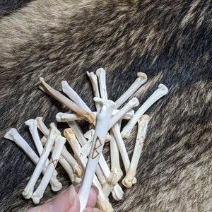 May include: A collection of small, white animal bones with runes carved into them. The bones are arranged in a fan shape and are being held by a hand.