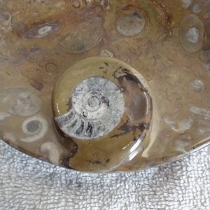 Ammonite Goniatite Orthoceras fossils carved stone dish polished oval seashell excellent vintage condition