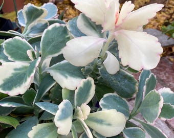 Organic Kalanchoe Fedtschenkoi Lavender Scallops Plant Cuttings, Easy Hardy Succulent