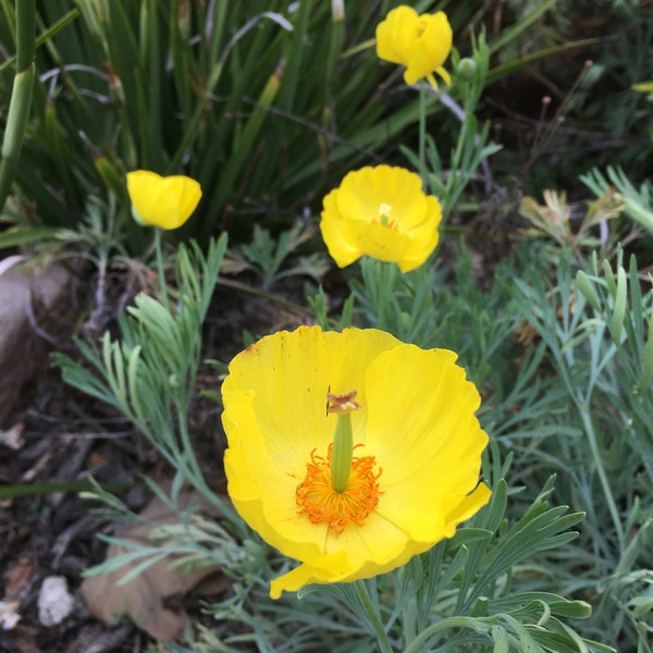 Spring to Fall Blooms! 50+ Seeds Rare Mex Tulip Poppy. Drought Tolerant