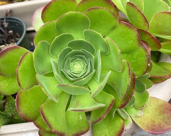 2 Organic Aeonium Succulent, rooted, ‘Tree’, organic soil, 4+ inches