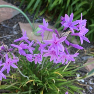 May include: Close-up of a cluster of small, star-shaped, lavender flowers. The flowers are in full bloom, with delicate petals and a vibrant purple hue. Green grass and foliage surround the flowers, creating a natural, outdoor scene.