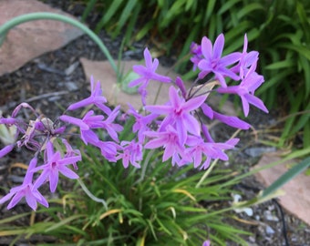 10+ Live Society Garlic Plants with strong roots and high survival rate.