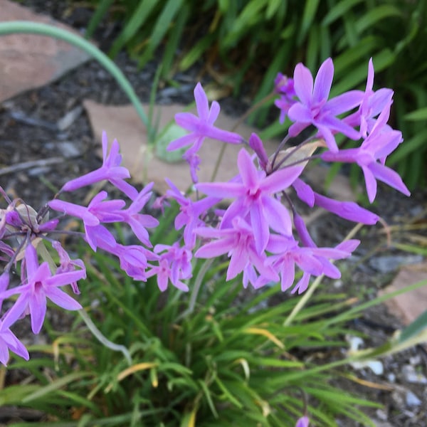 10+ Live Society Garlic Plants with strong roots and high survival rate.