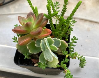 Organic Succulent Arrangement, Four Varieties, Low Maintenance Plant, 2.5 inch Pot