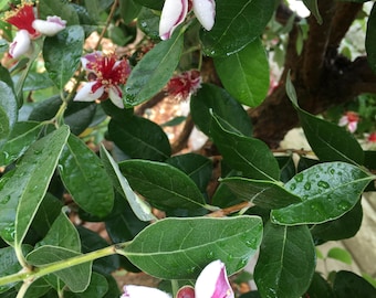 25 Organic Pineapple Guava Seeds, High Germination