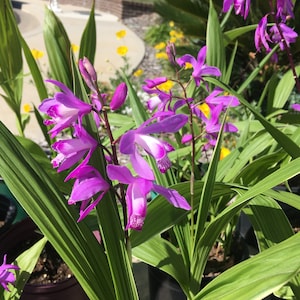 Hyacinth Orchid, Chinese Ground Orchid, Bletilla striata, strong roots, BareRoot.