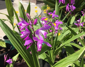 Organic Hyacinth Orchid, Chinese Ground Orchid, Bletilla striata, No Chemicals
