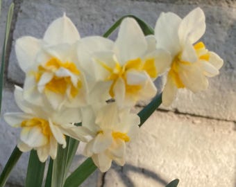 4 Organic Paperwhite Narcissus Daffadil Bulbs, Dormant