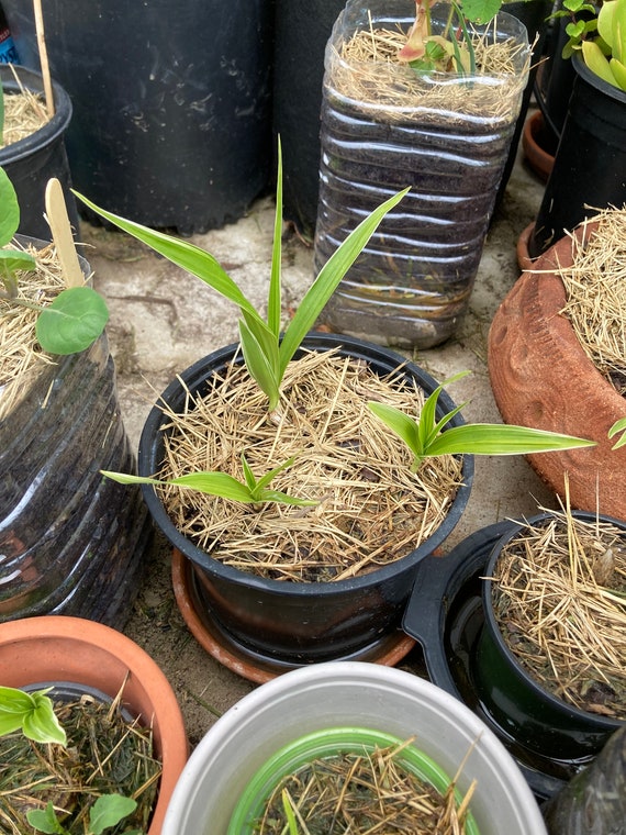 Hyacinth Orchid, Chinese Ground Orchid, Bletilla striata, strong roots, BareRoot.